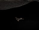 saalflug2026  